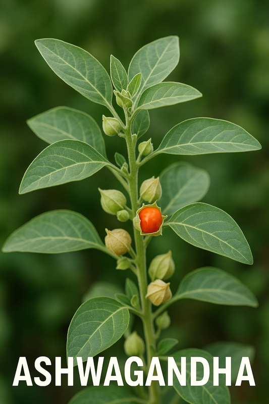 The Wonders of Ashawasha: Uses, Benefits, Origins, and More